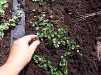 Cotoneaster pflanzen und klammern